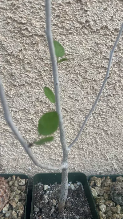 plant/Euphorbia Misera-0-thumbnail