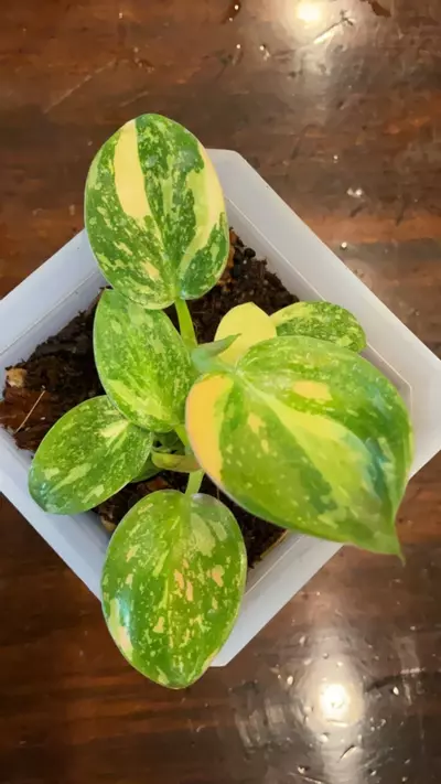 plant/041-Philodendron green congo (2 in 1 pot)-0-thumbnail