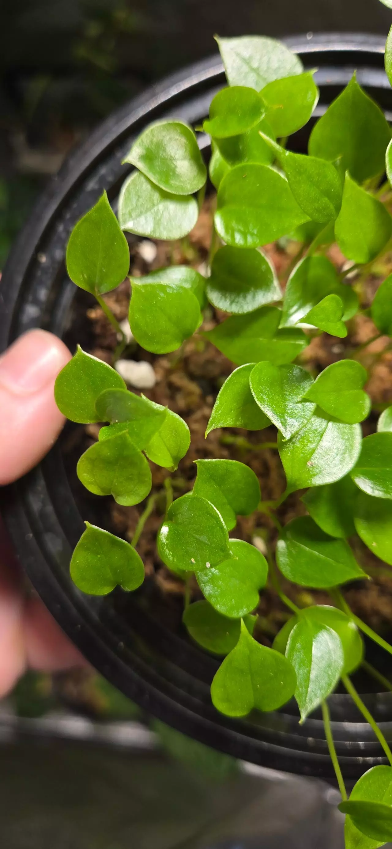 plant/Anthurium lucens Ocosingo Chiapas (seedling)-5