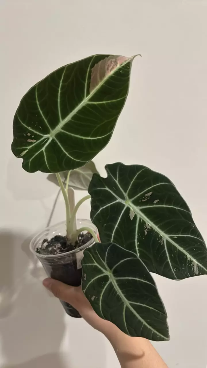 plant/Low var pink black velvet-1