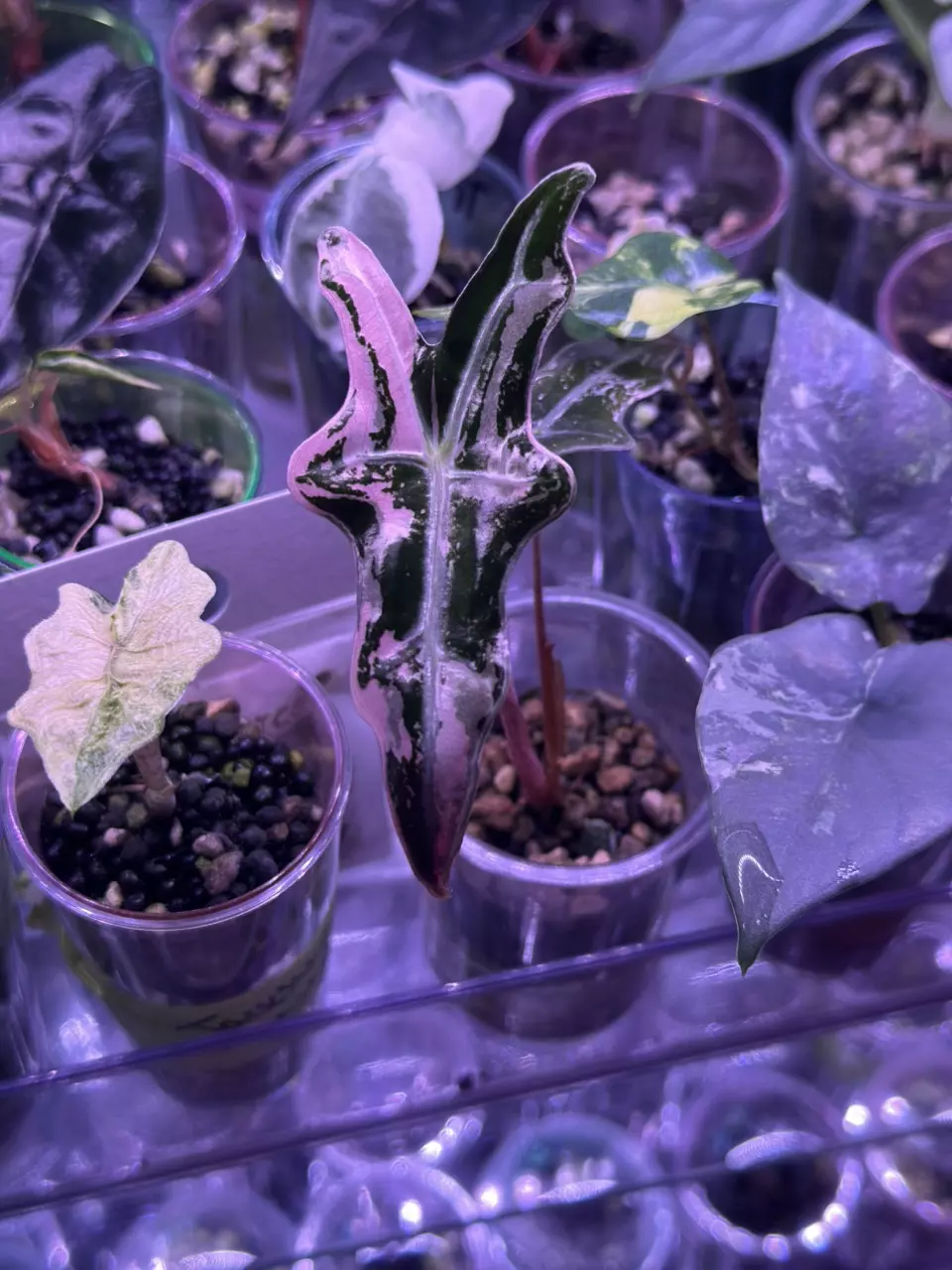 plant/Alocasia Pink K Nobilis offshoot-0
