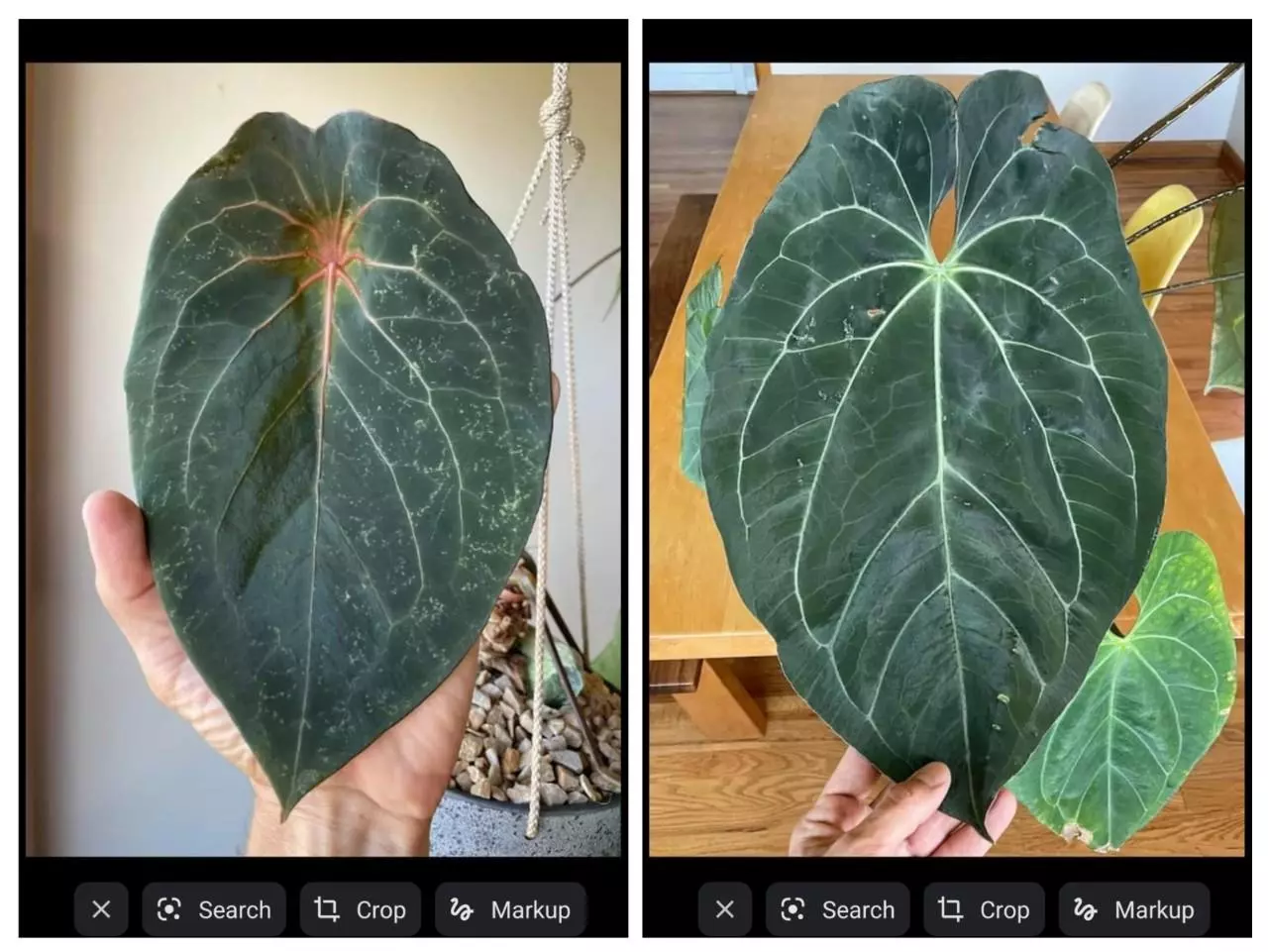 plant/Anthurium NOID Red Spider x pap-2