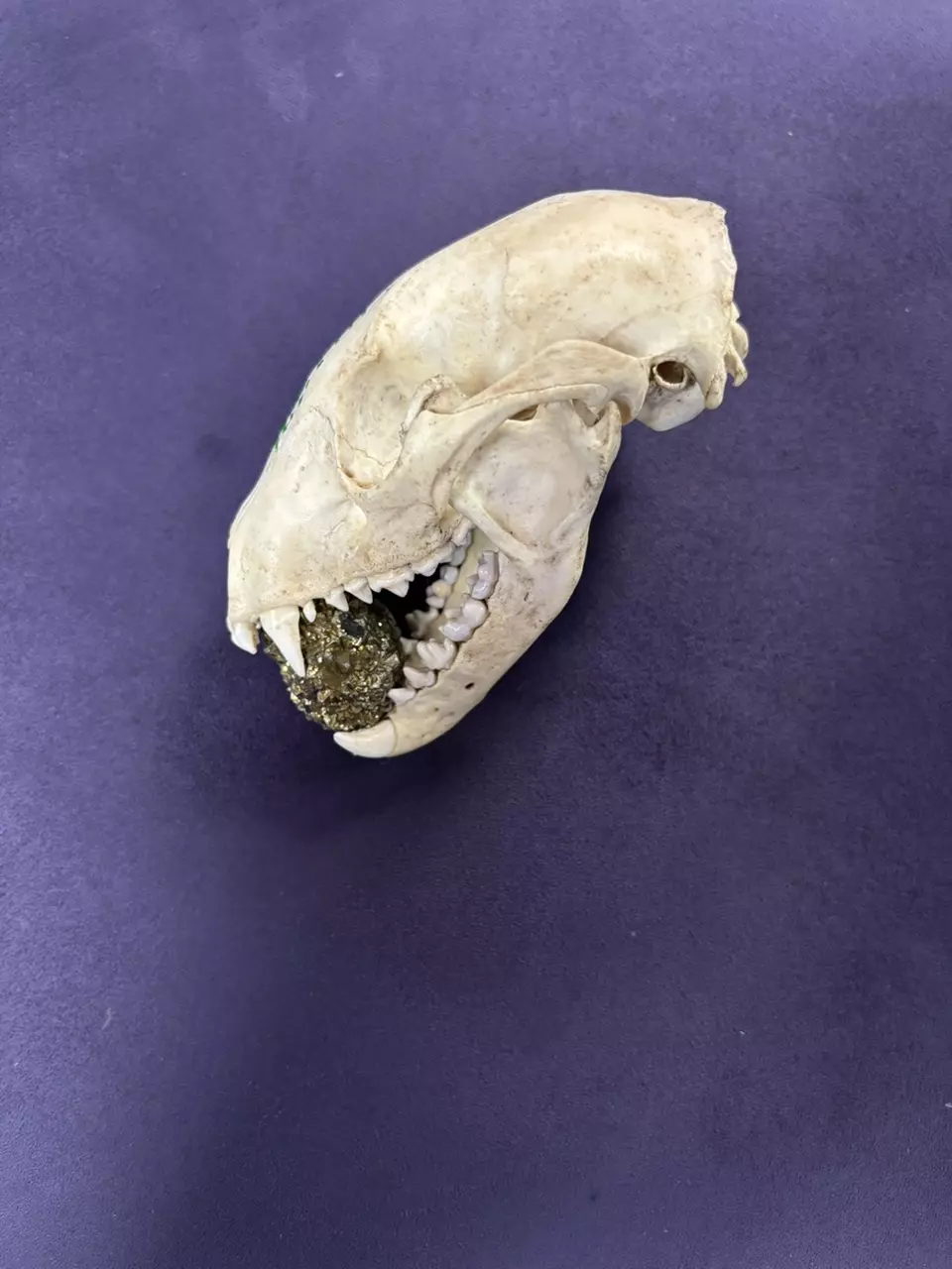 plant/“Steven” the prosperity fox skull-2
