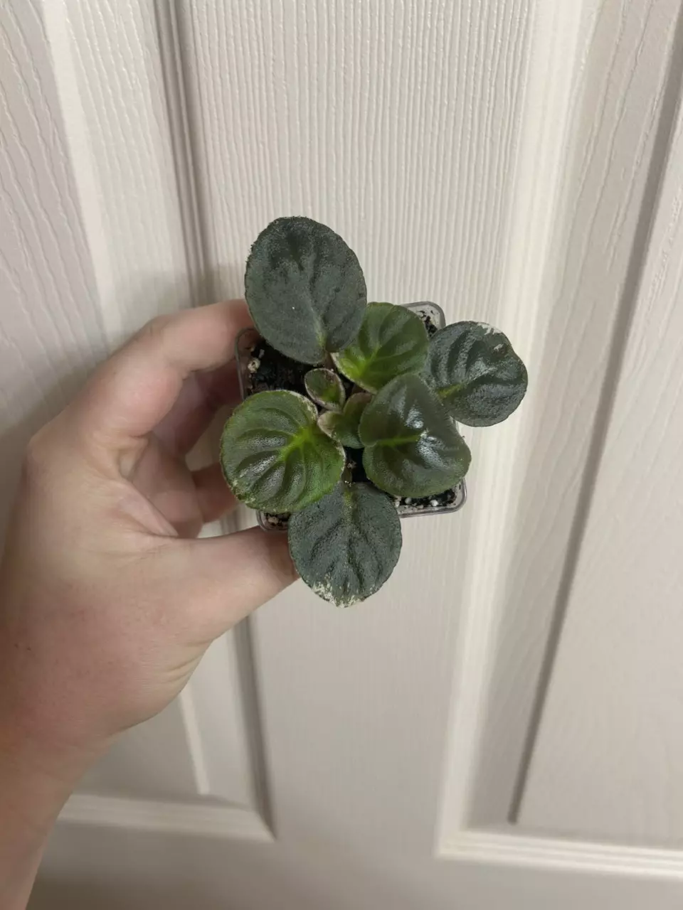 plant/Harmony’s Hunters Elk Ivory AV-0