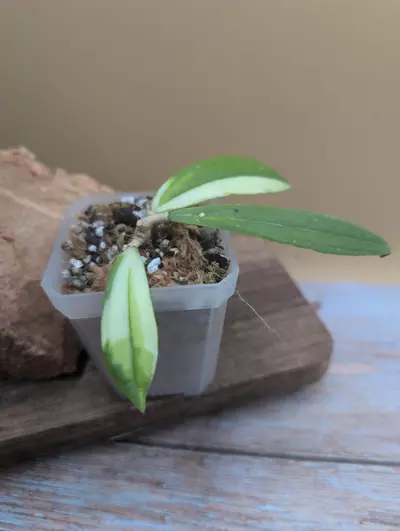 plant/Rigidifolia Variegated-1-thumbnail