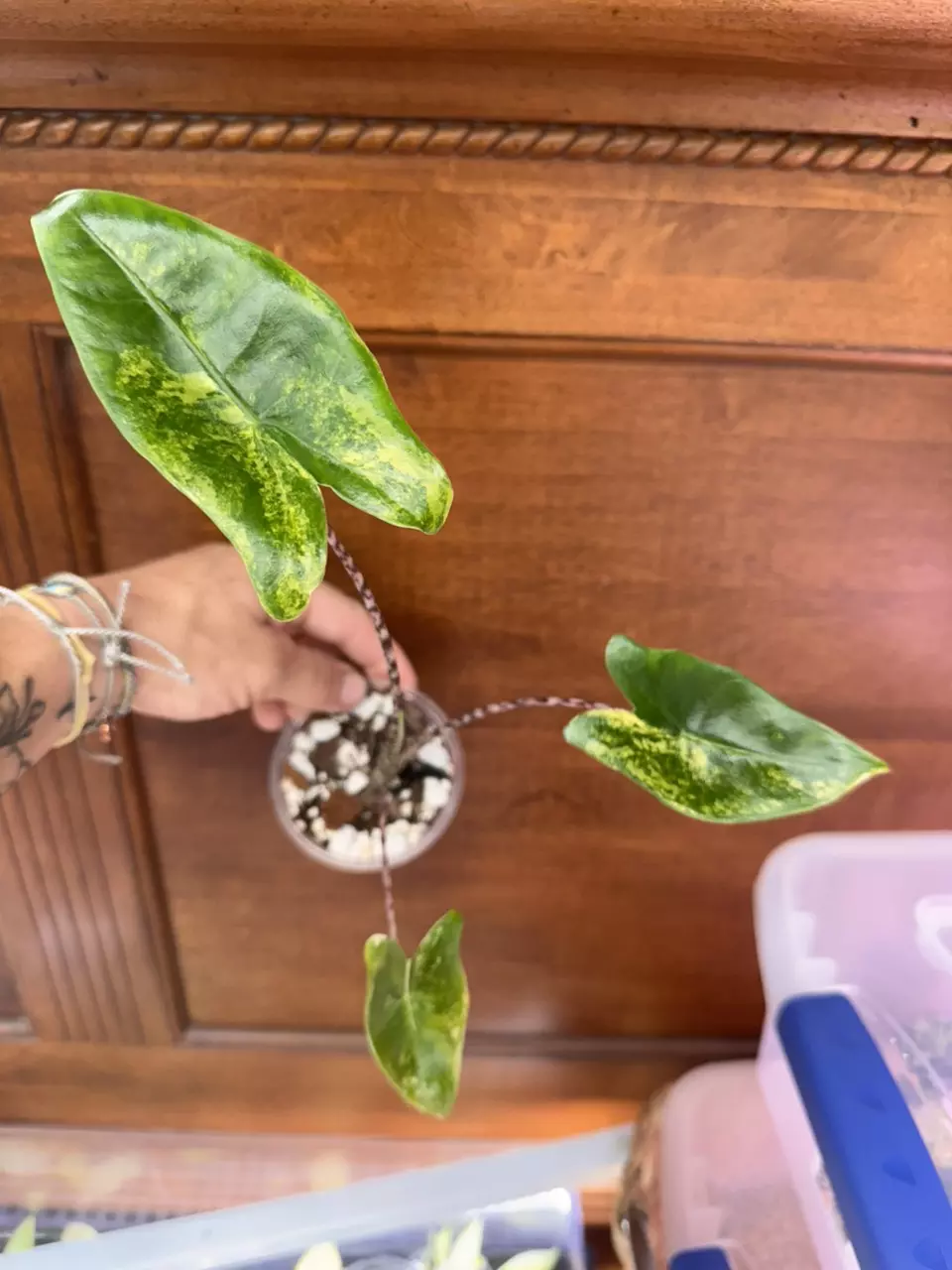 plant/Alocasia Zebrina Variegated-1
