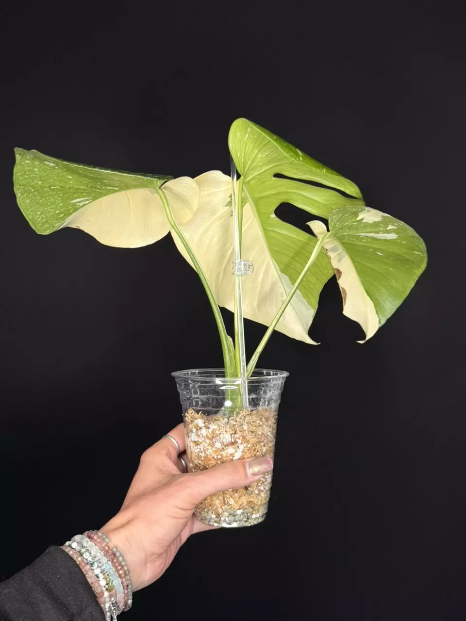 plant/🌿MONSTERA MILKY WAY-8