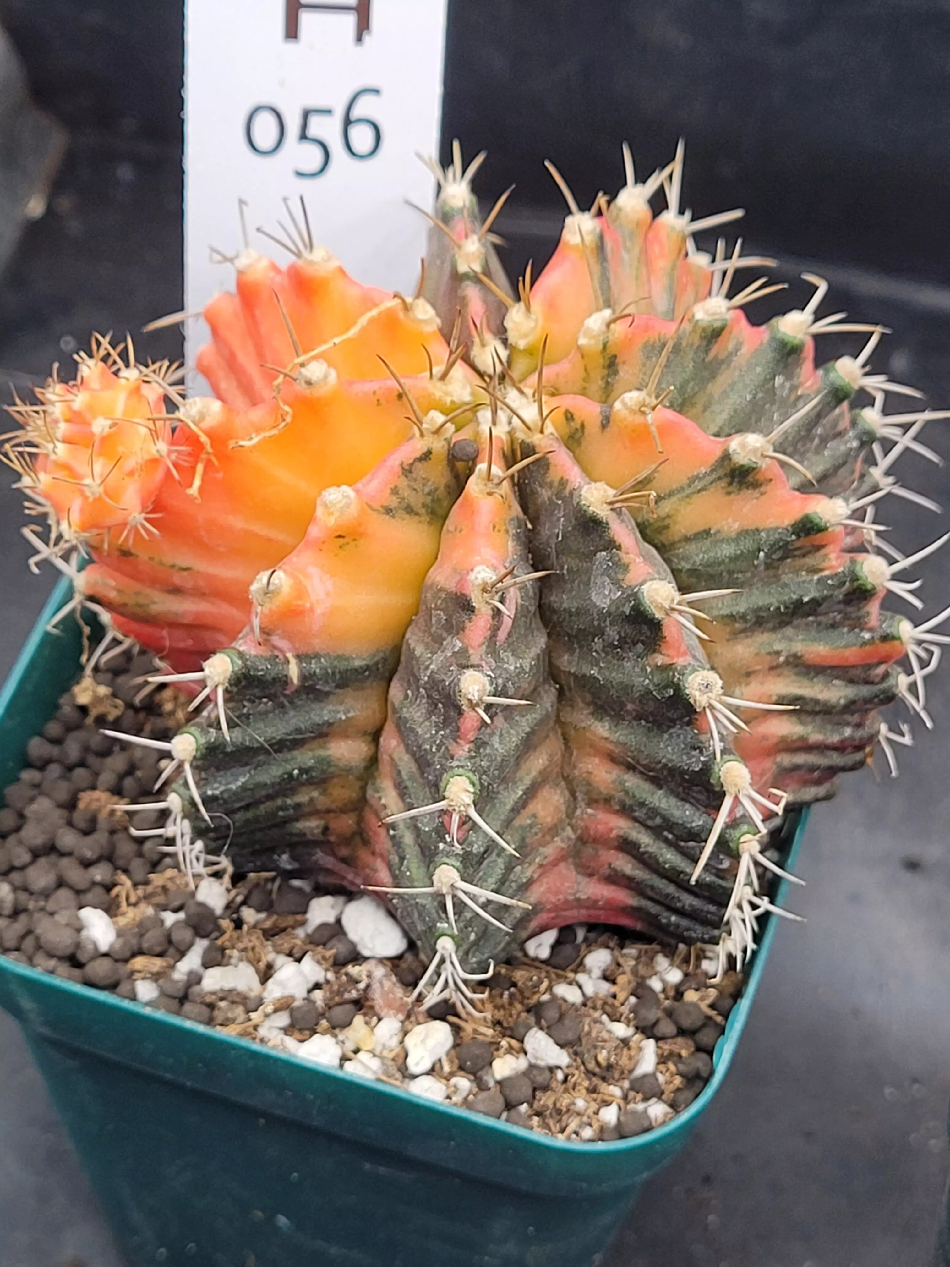 plant/Gymnocalycium Mihanovichii Variegated in 3.5" H56-0