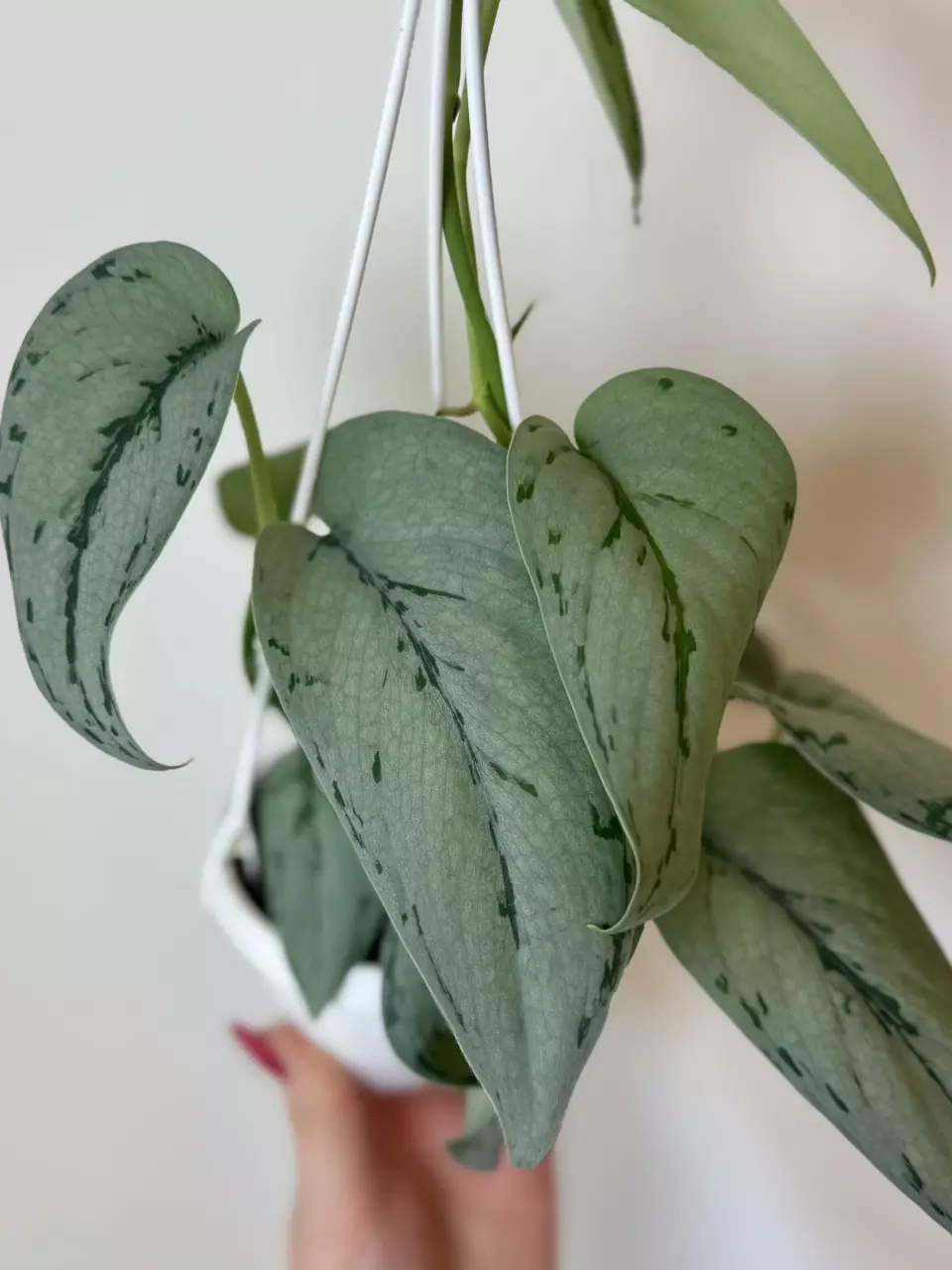 plant/3” Scindapsus Silver Sierra-0