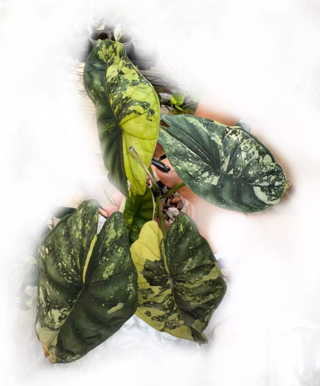 plant/Alocasia Dragon scale Aurea corm - GC-0