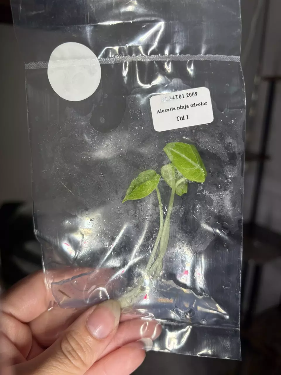 plant/alocasia ninja tricolor TC-0