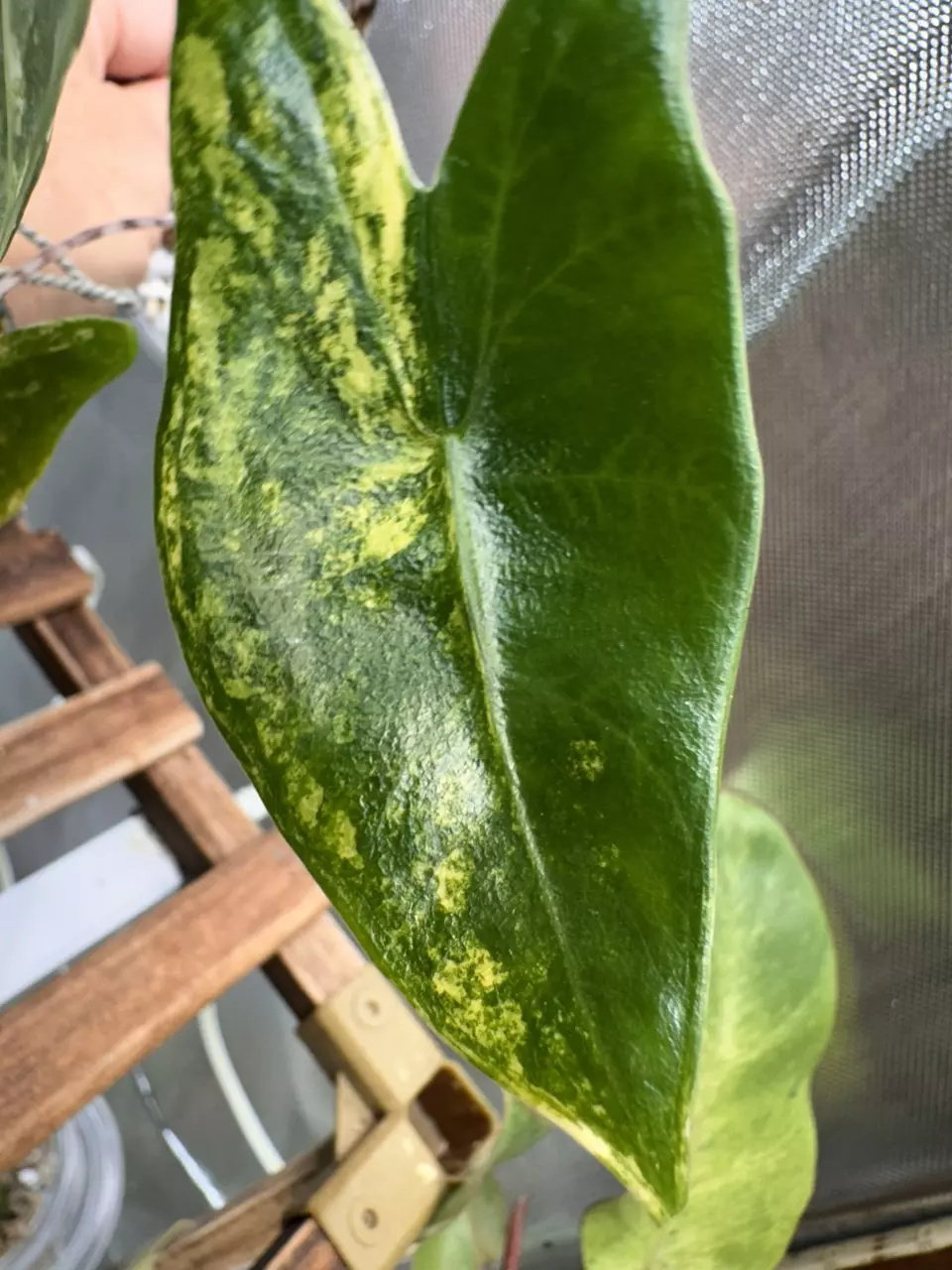 plant/Alocasia Zebrina Variegated-0