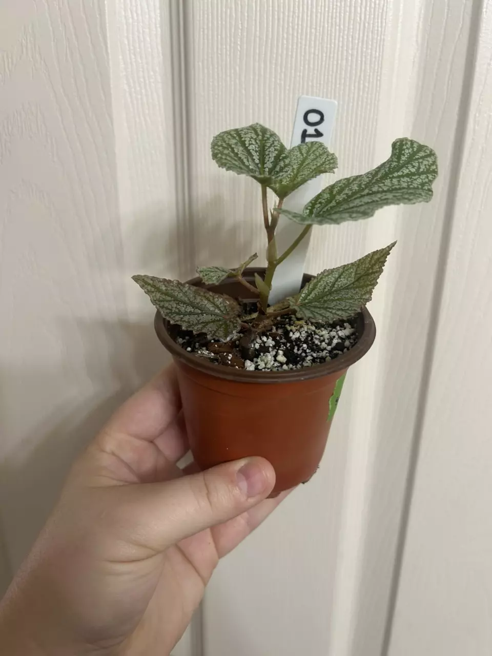 plant/Begonia Snow Capped-1