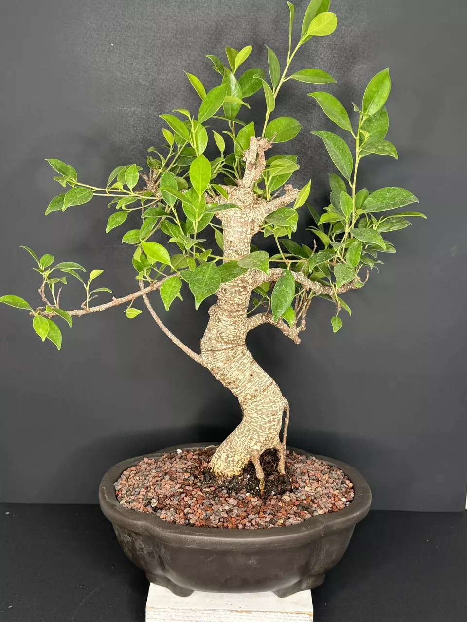 plant/Tiger Bark Ficus Bonsai Tree-1