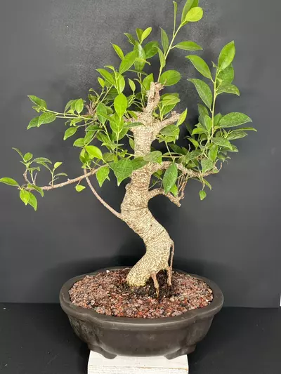 plant/Tiger Bark Ficus Bonsai Tree-1-thumbnail