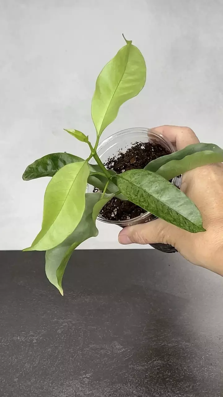 plant/Hoya multiflora ‘WonderPhil’-0