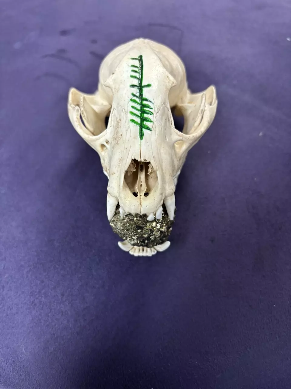 plant/“Steven” the prosperity fox skull-0