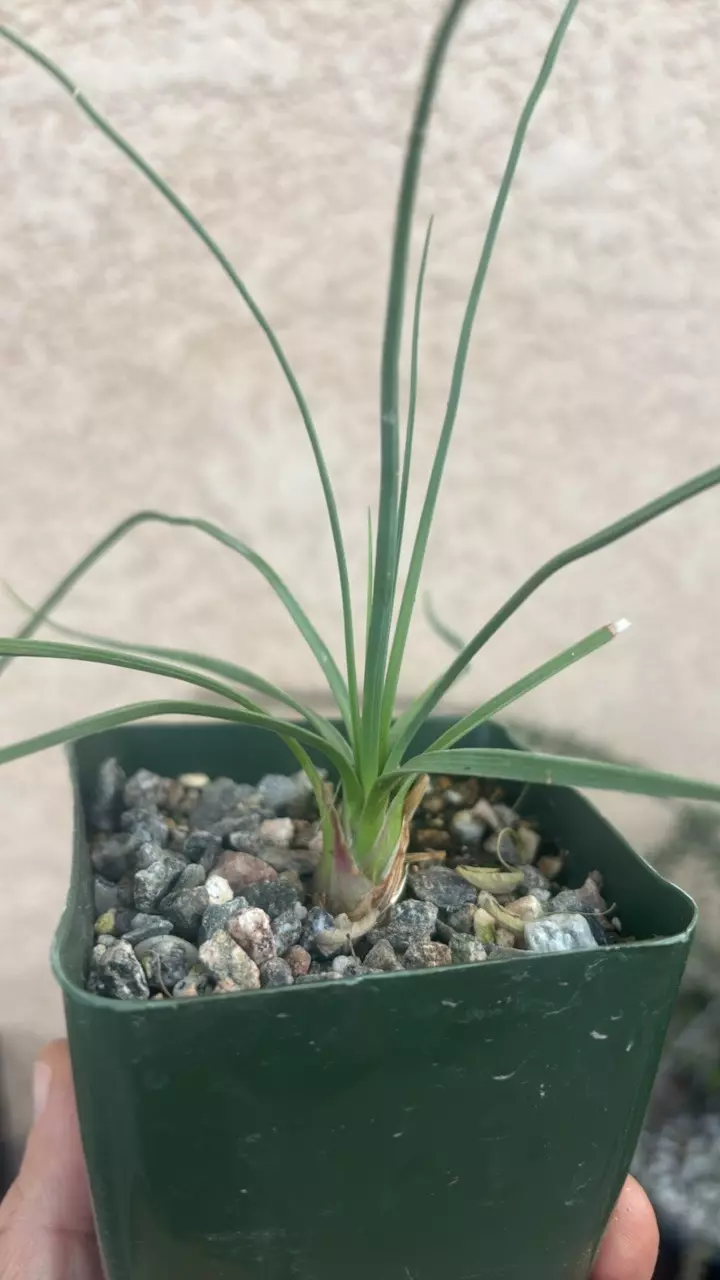 plant/Calibanus Hookeri-0