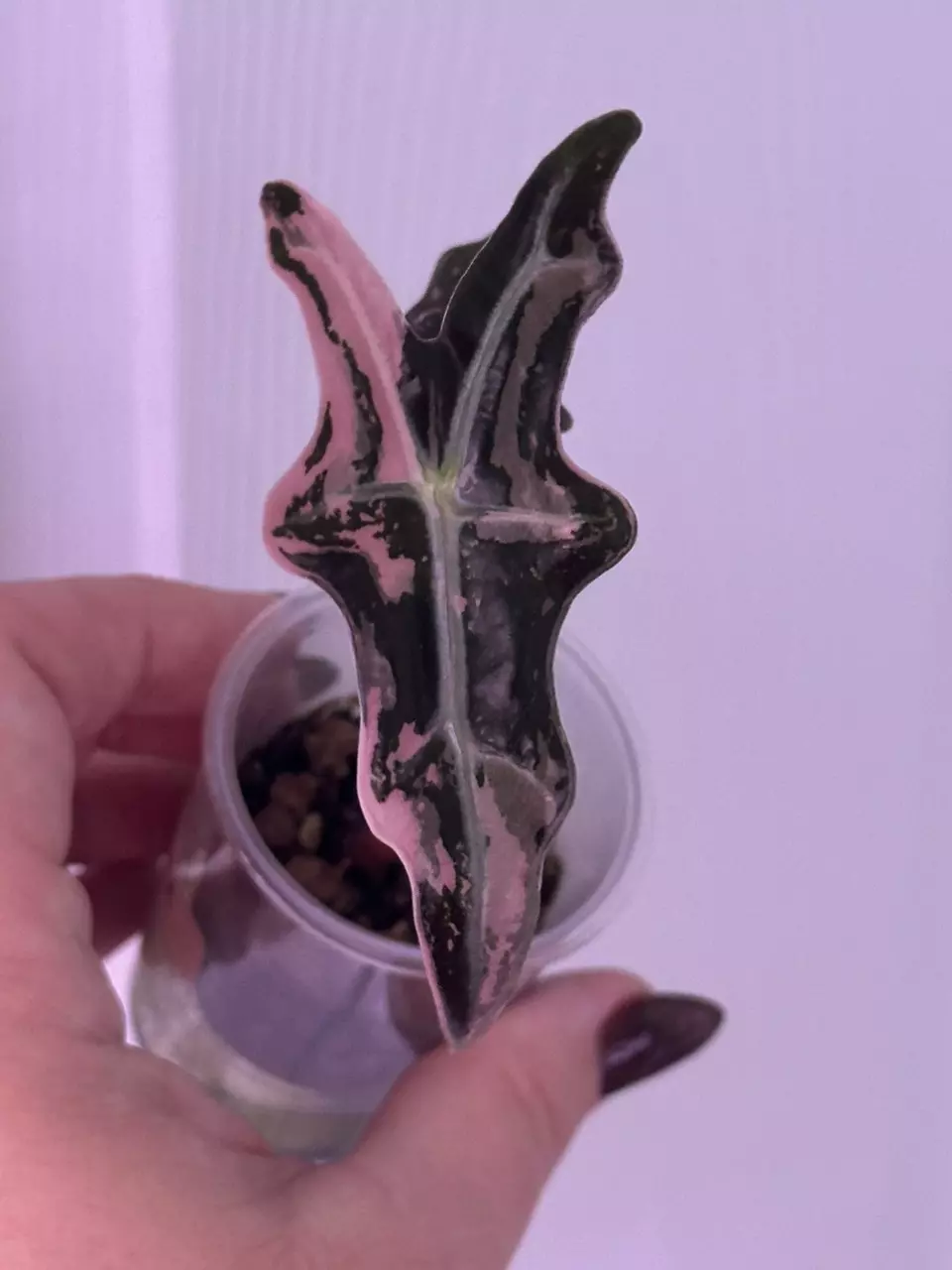 plant/Alocasia Pink K Nobilis offshoot-2