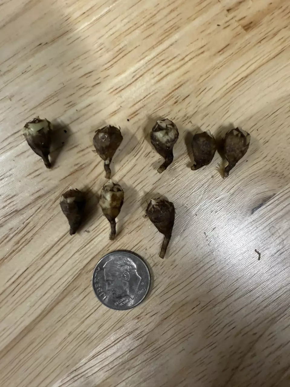 plant/Alocasia Reginae corm - GC-0