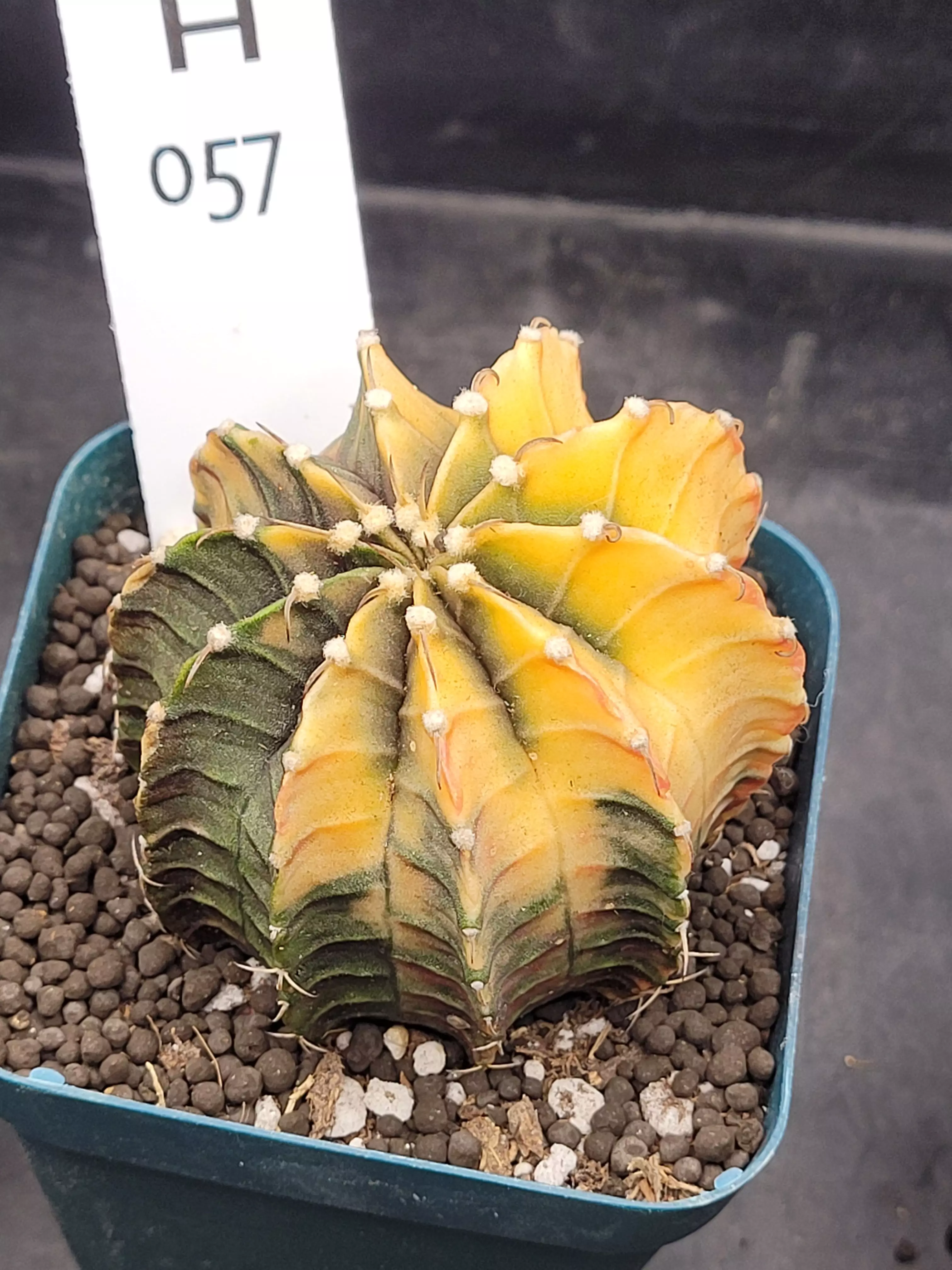 plant/Gymnocalycium Mihanovichii Variegated in 3.25" H57-0
