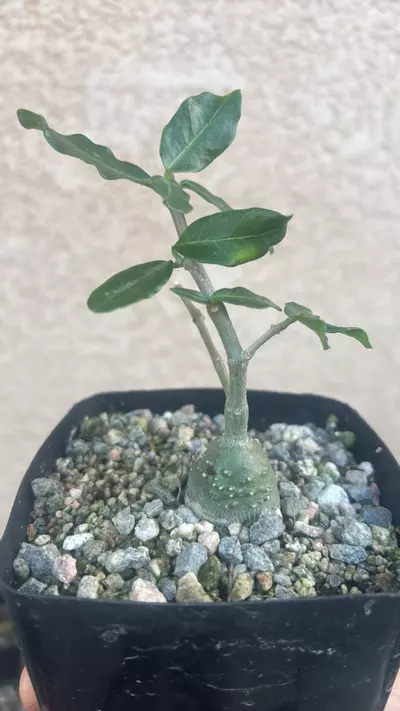 plant/Fockea Crispa-0-thumbnail