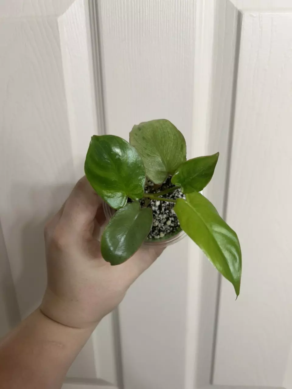 plant/Philodendron Paraiso Verde-0