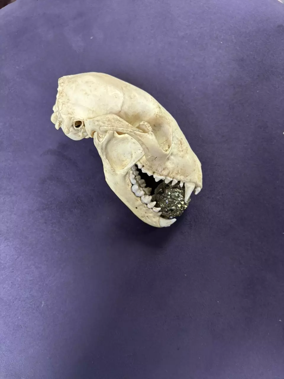 plant/“Steven” the prosperity fox skull-1