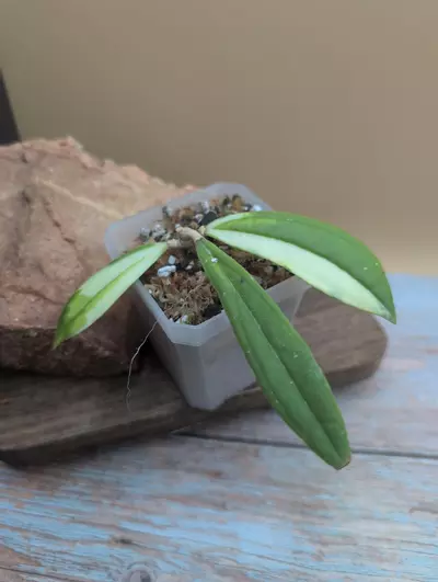 plant/Rigidifolia Variegated-0-thumbnail