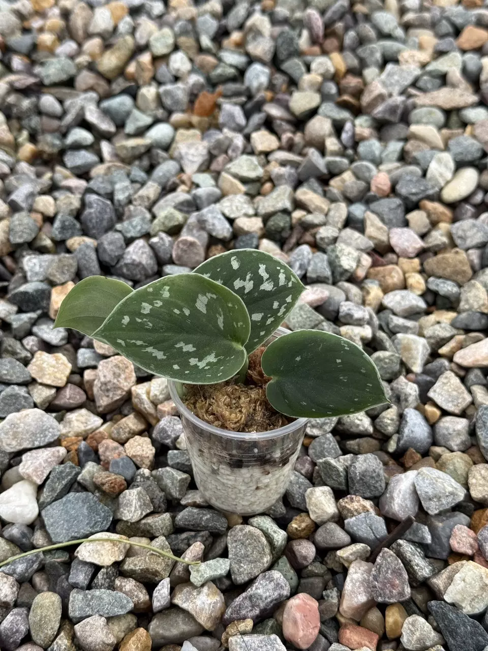 plant/Scindapsus pictus “Satin Pothos” Cuttings Small Cup-0