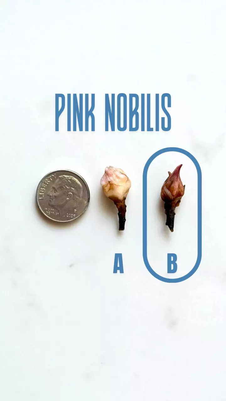 plant/256 Alocasia Pink Nobilis - CORM B ONLY!-0