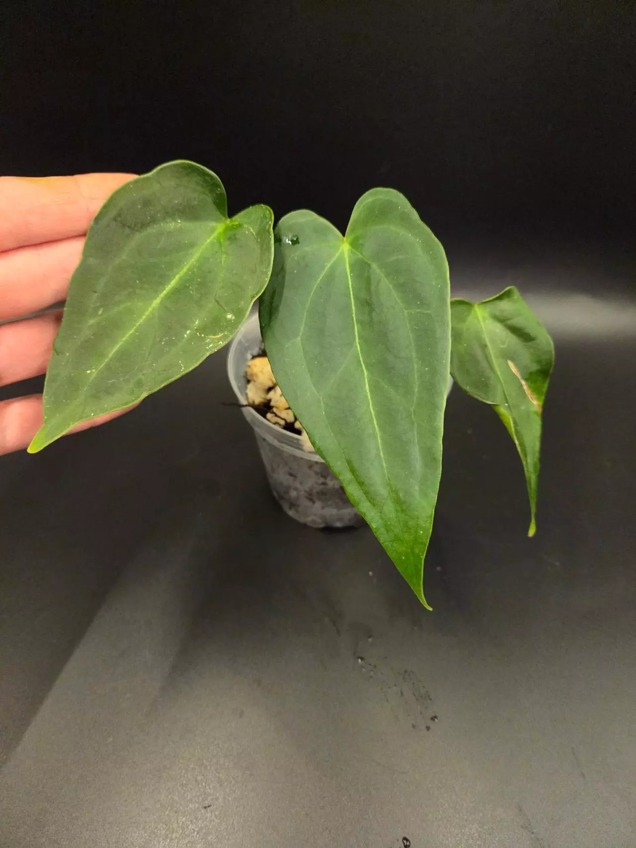 plant/Anthurium NOID Red Spider x pap-0