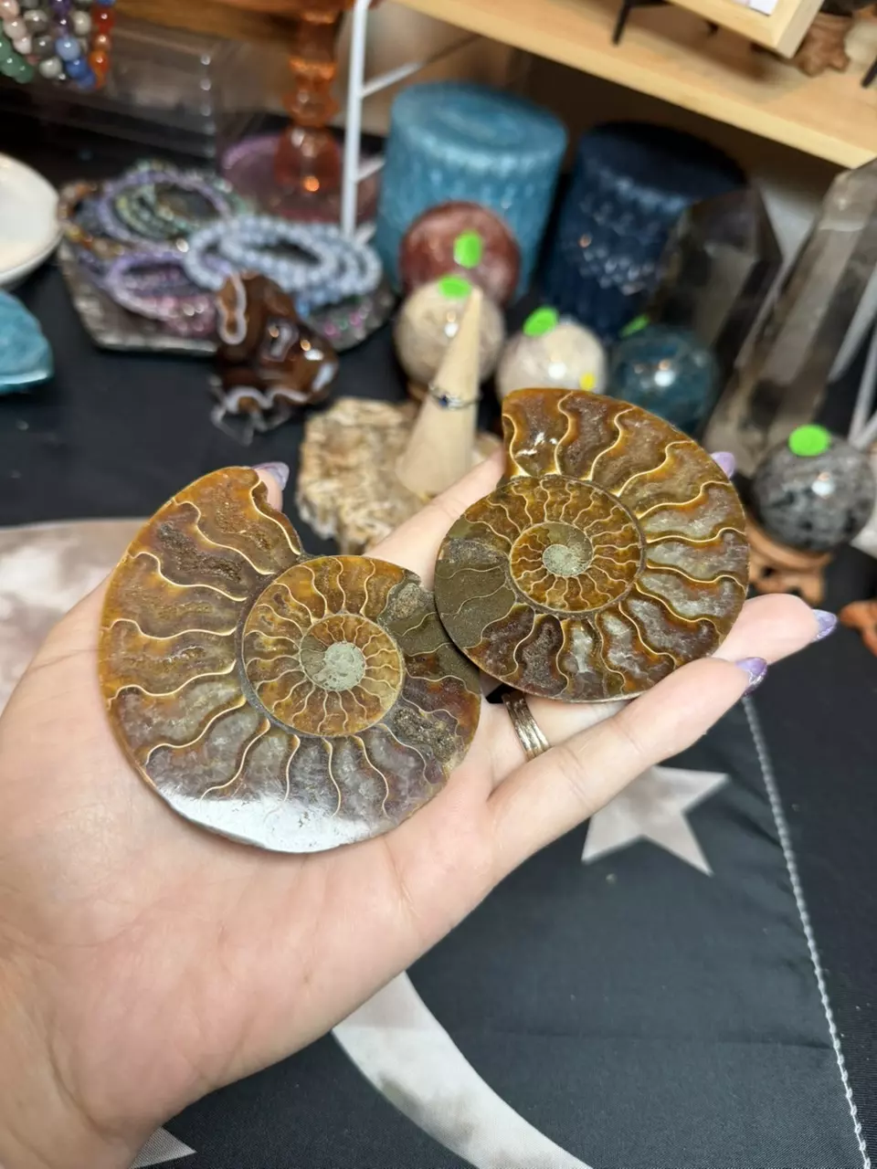 plant/ammonite pair-1