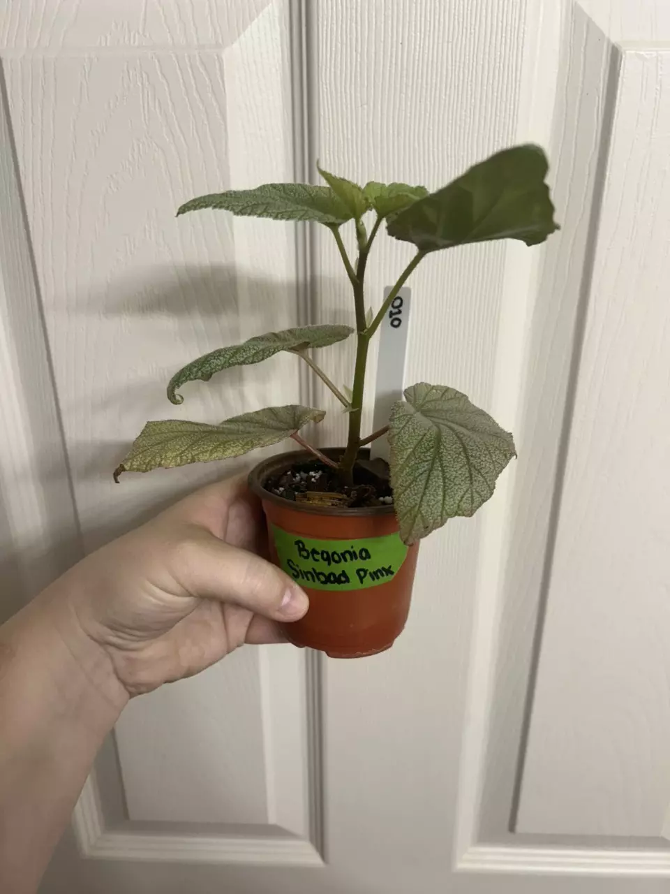 plant/Begonia Sinbad Pink-1