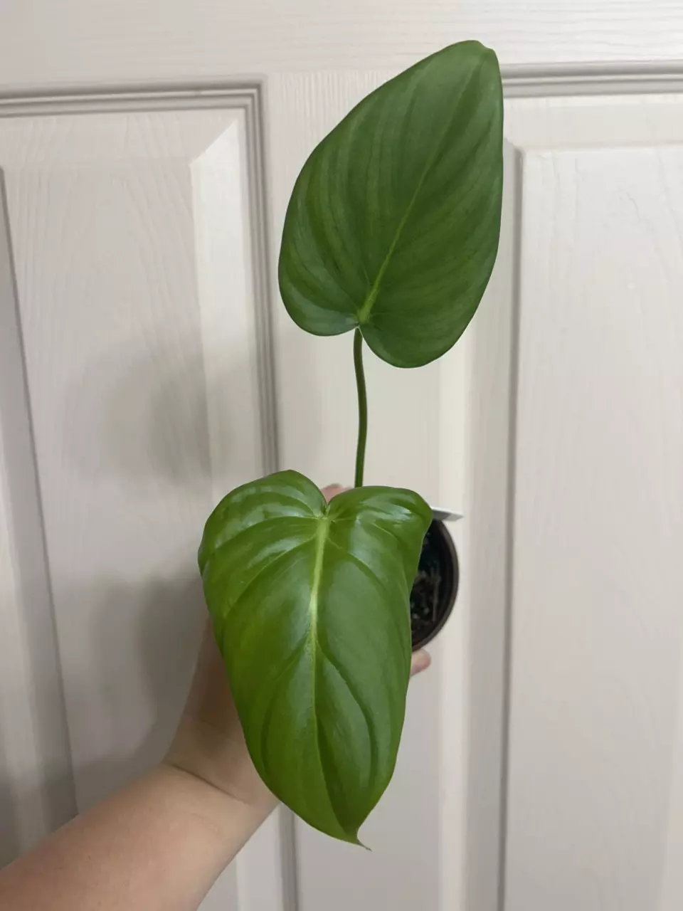 plant/Philodendron McDowell-0