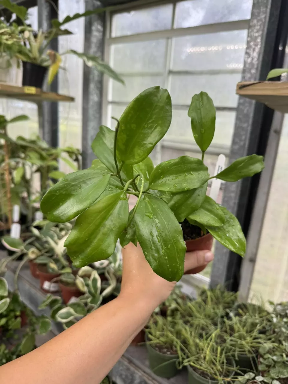 plant/Hoya Quinquenervia 4”-0
