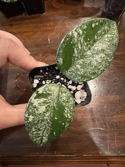 plant/032-Hoya Carnosa Freckles-0-thumbnail