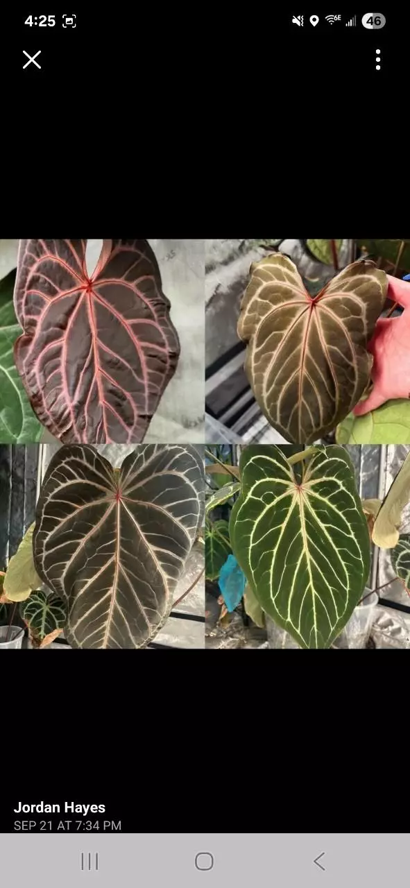 plant/Anthurium NSE Red Crystal x NOID 'Stormy' S1-2