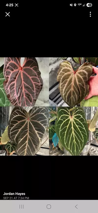 plant/Anthurium NSE Red Crystal x NOID 'Stormy' S1-2-thumbnail