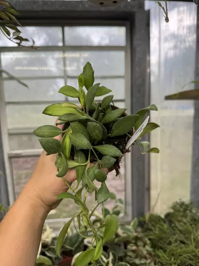 plant/Hoya Variegated DS-70 4”-0-thumbnail