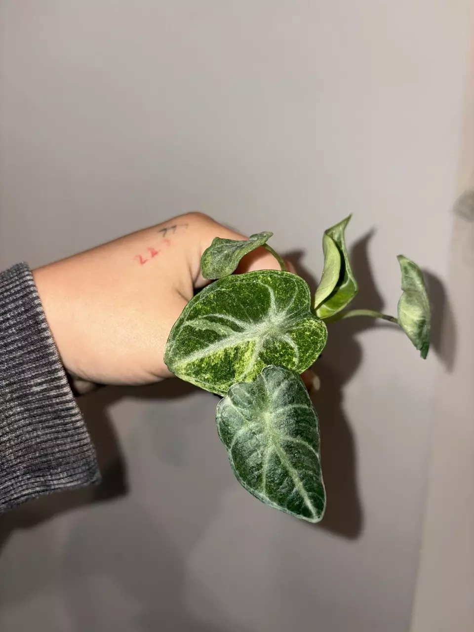 plant/alocasia ninja tricolor TC-2