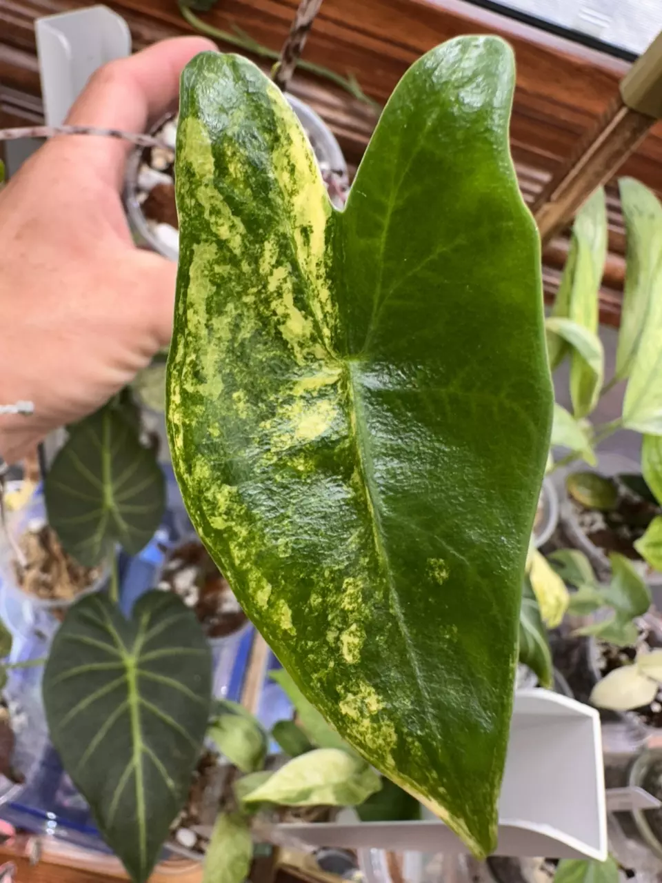 plant/Alocasia Zebrina Variegated-7