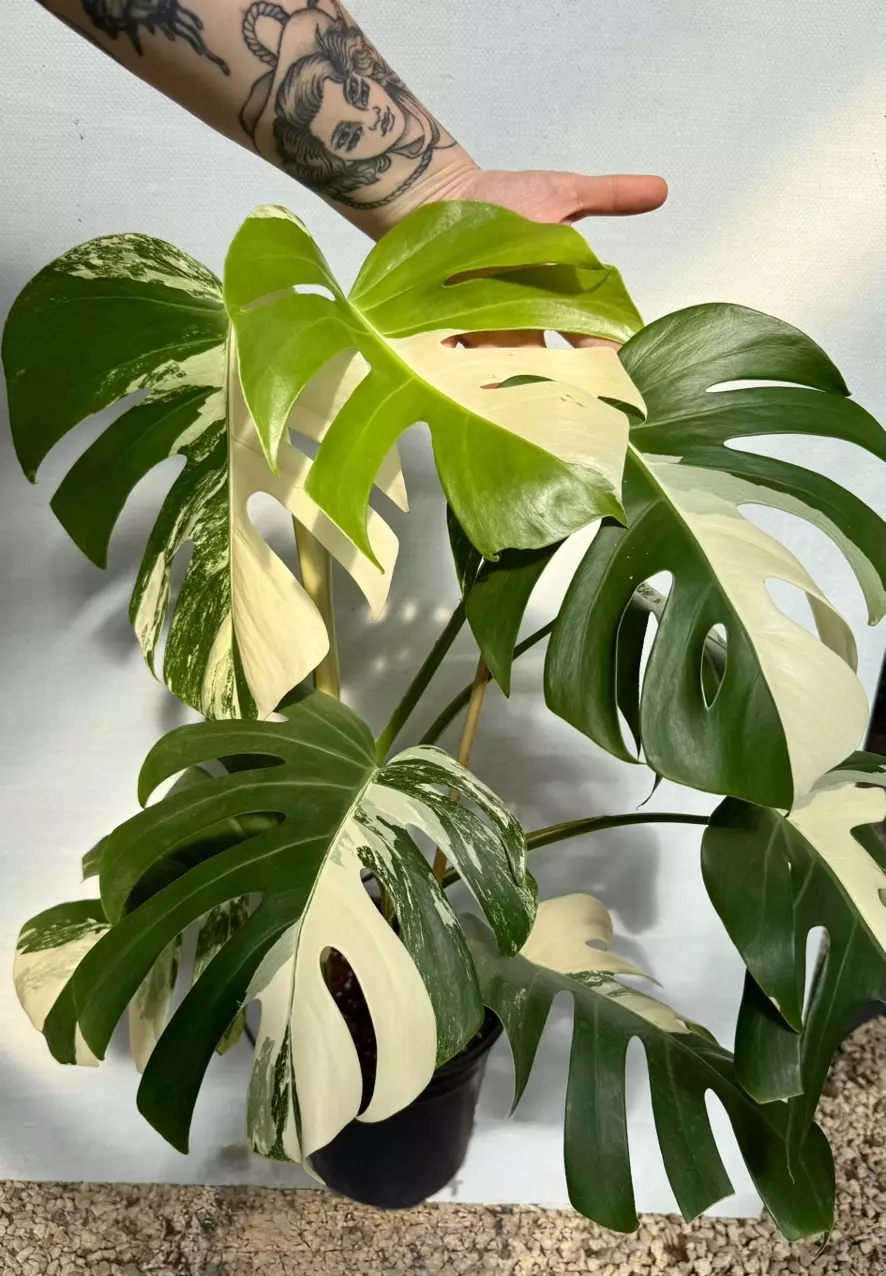 plant/PL173: Monstera Albo-0