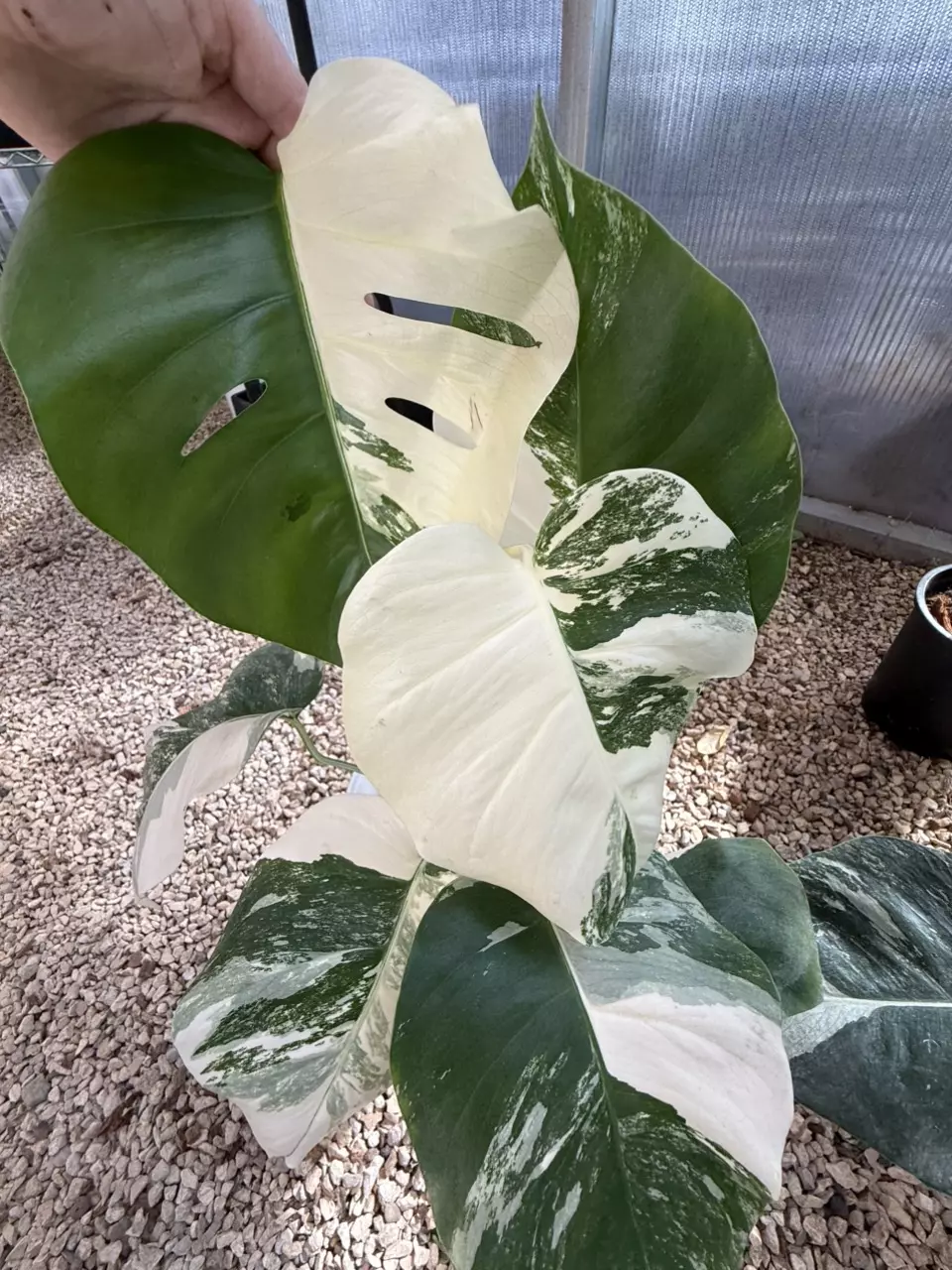 plant/PL456: Monstera Albo FRESH IMPORT ships this week-0