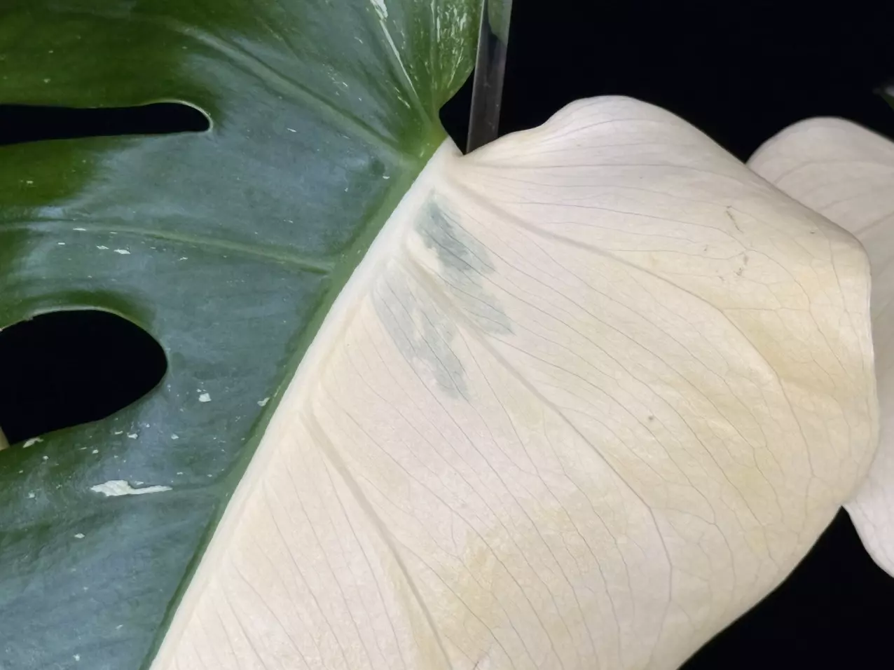 plant/🌿MONSTERA MILKY WAY-0