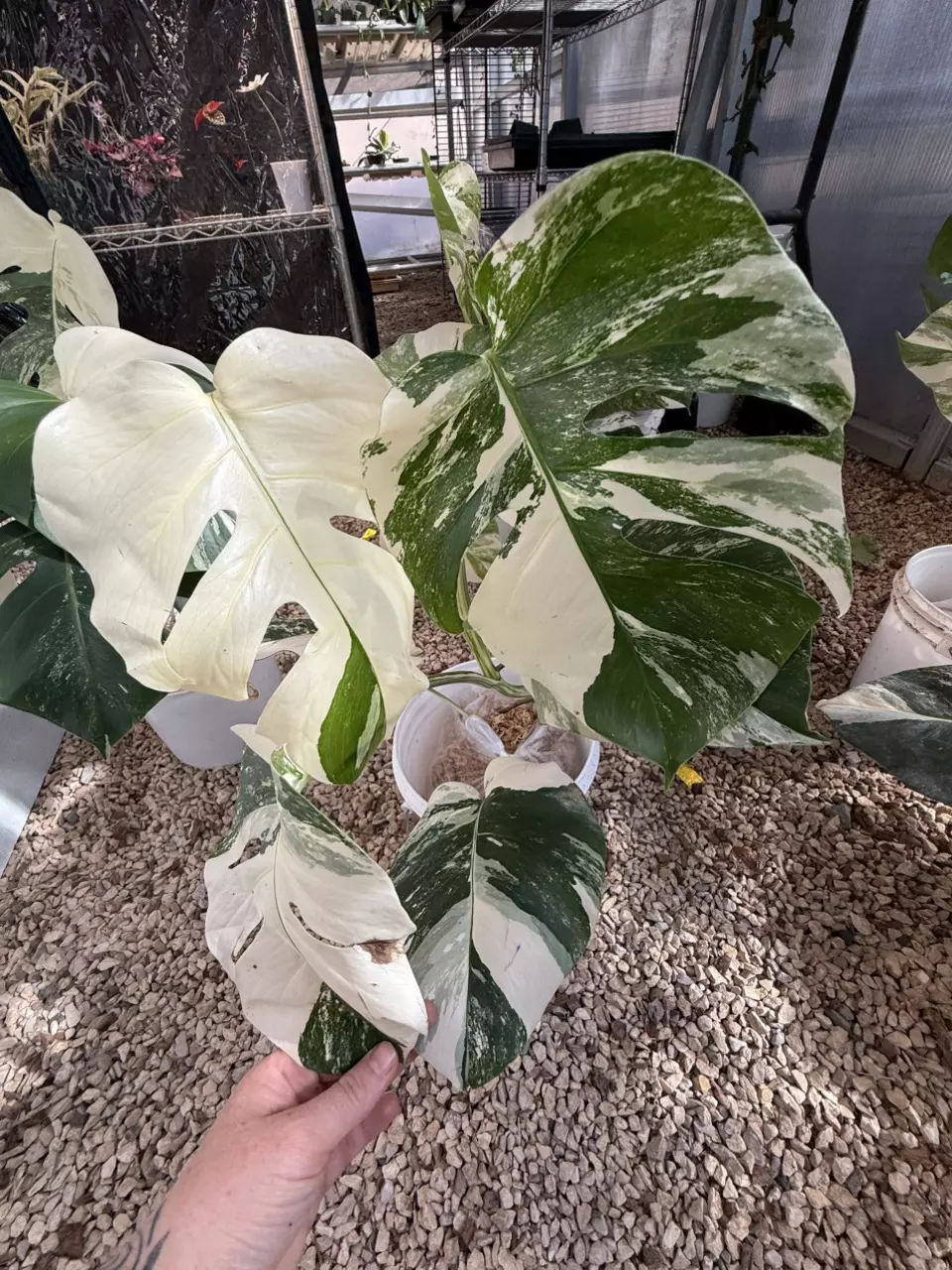 plant/PL460: Monstera Albo FRESH IMPORT ships this week-0
