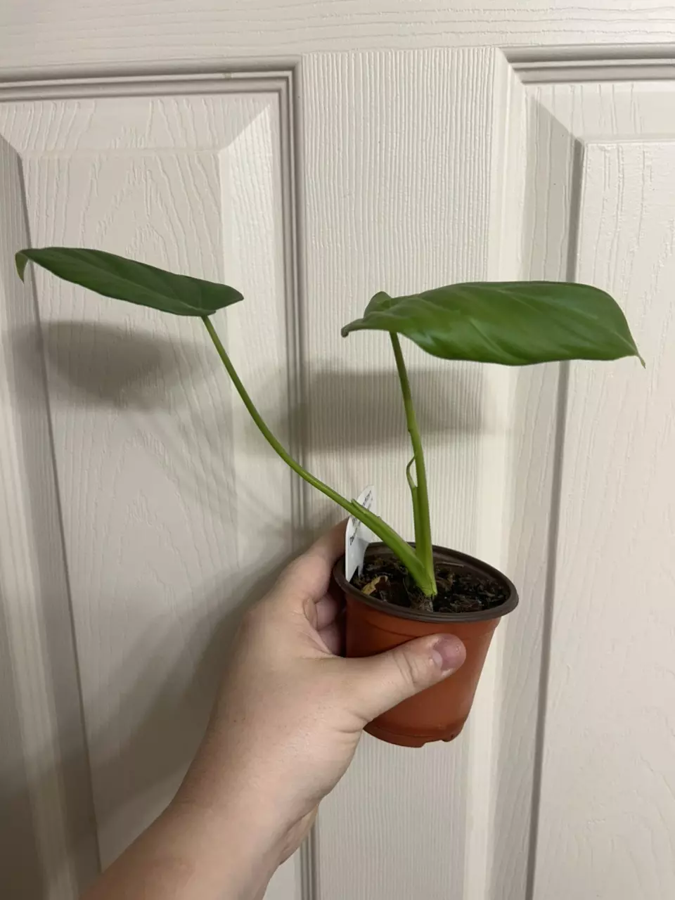 plant/Philodendron McDowell-1