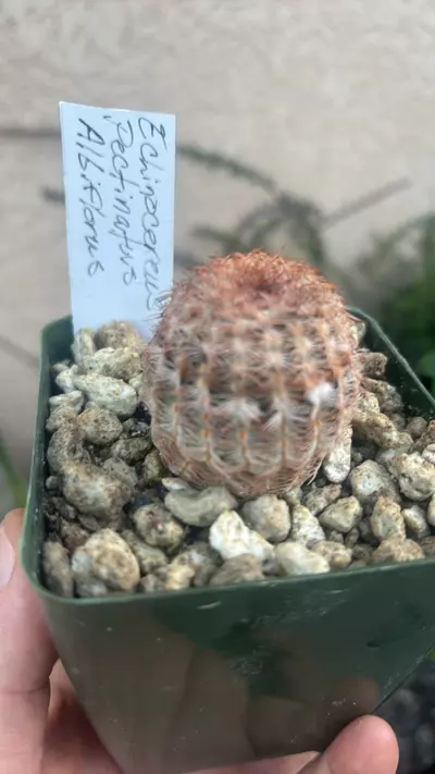 plant/Echinocereus Pectinatus Albiflorus-0-thumbnail