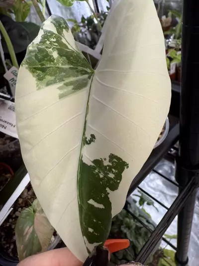 plant/Alocasia Macrorrhiza Albo corm A-0-thumbnail