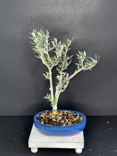 plant/Olive Bonsai Tree-0-thumbnail
